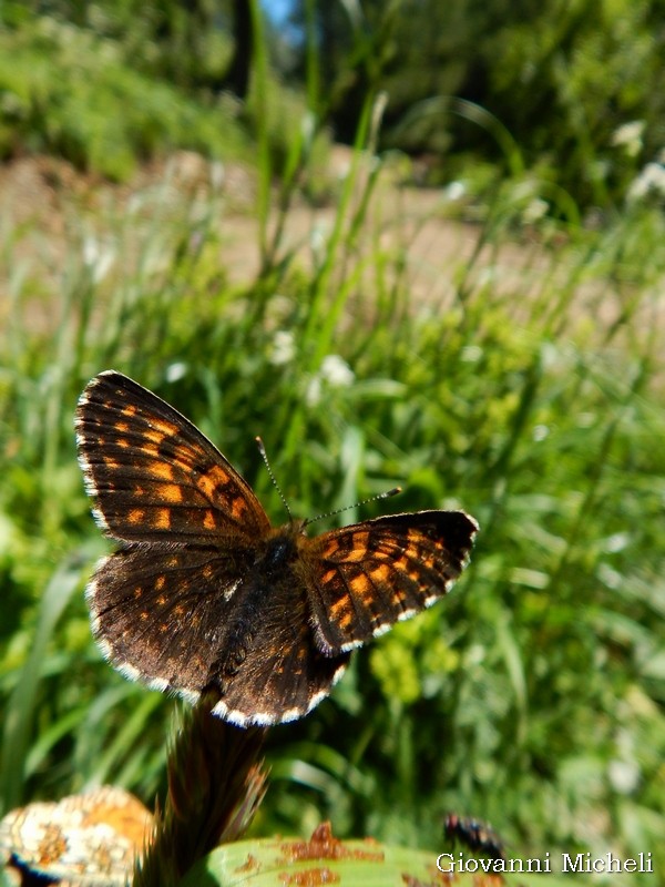 Melitaea diamina